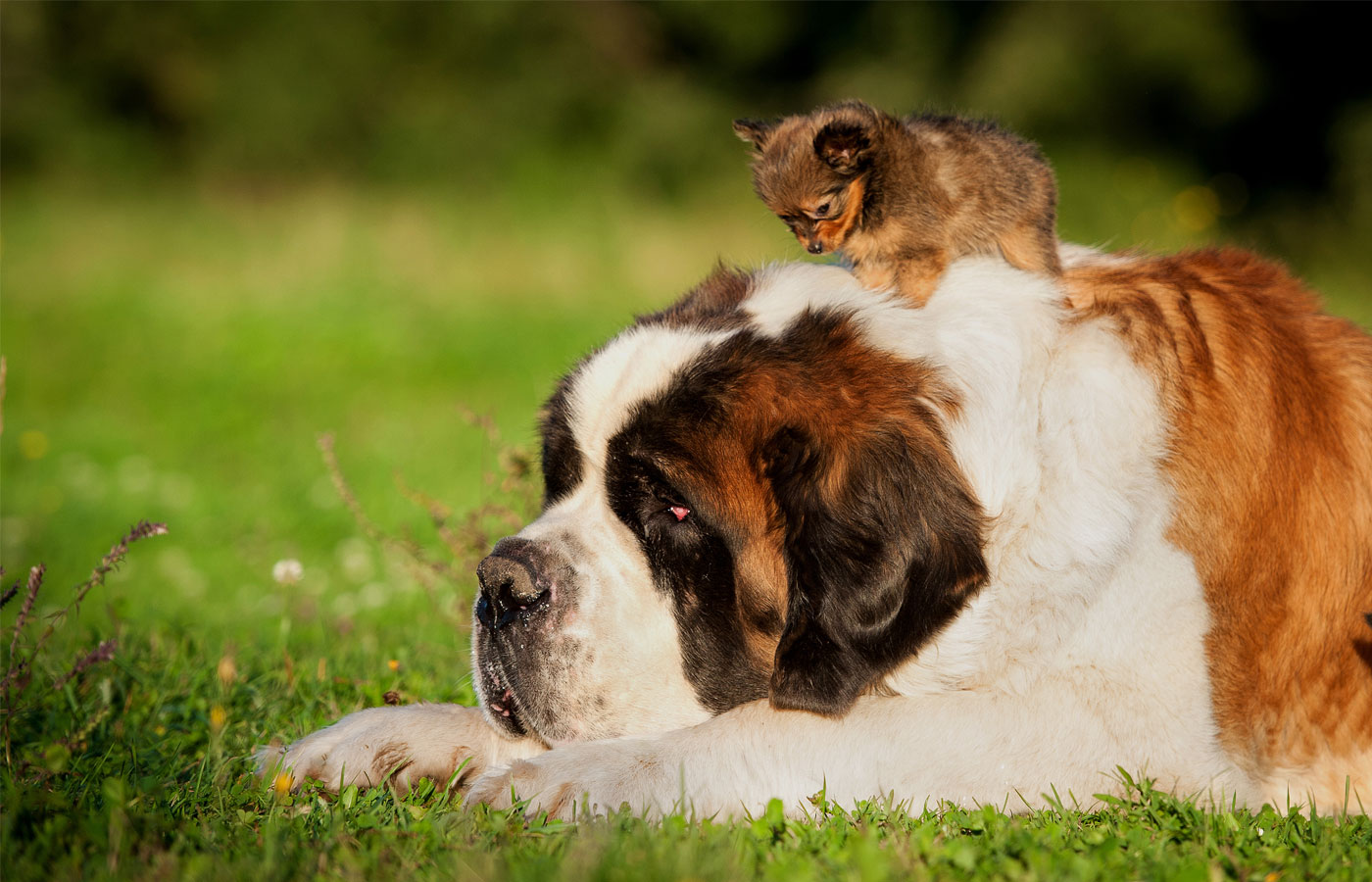 Big saint bernard dog with little toy terrier puppy