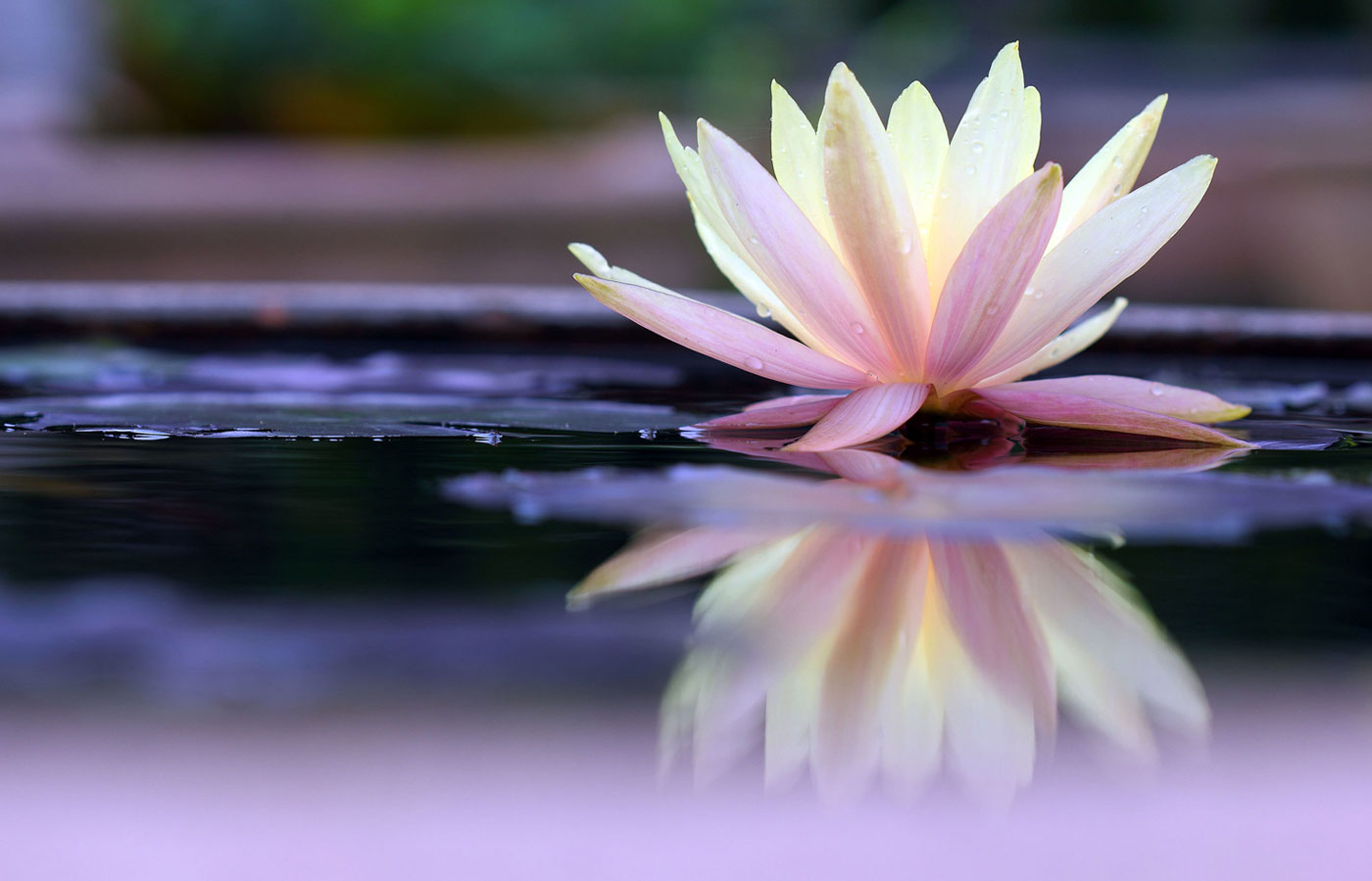 Lotus